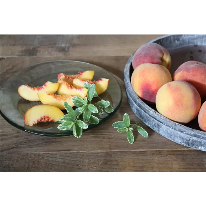 مرمية الخوخ