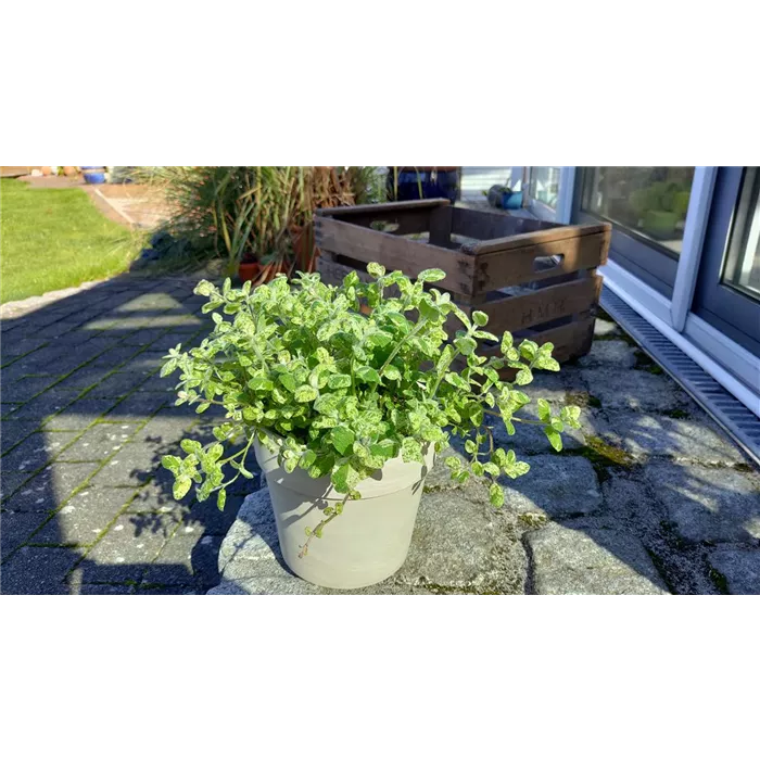 نعناع الحلويات الحلو