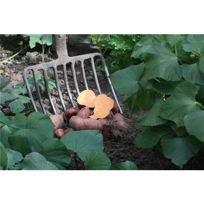 Ipomea batatas بطاطا حلوة