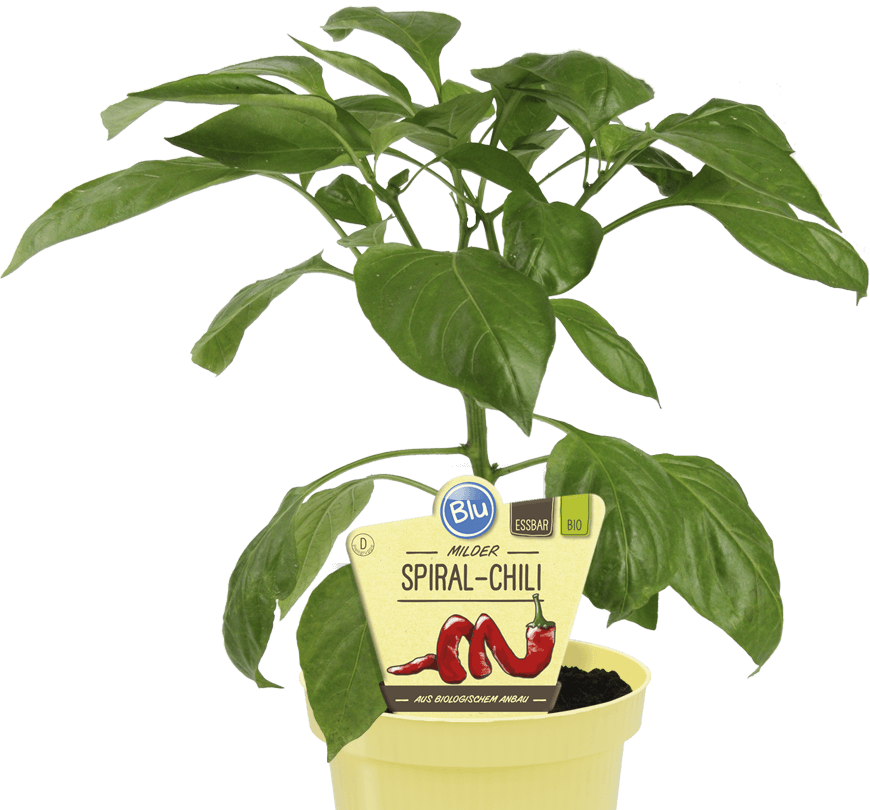 فلفل حلزوني خفيف الحدة