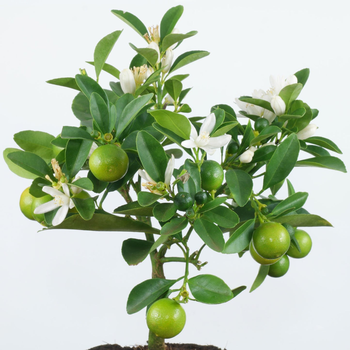 ليمون احمر red lemon