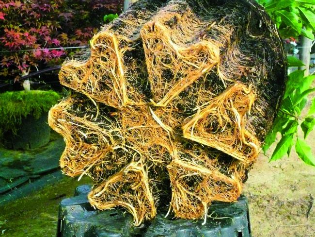 Ercole anti spiraling pot 1,3L