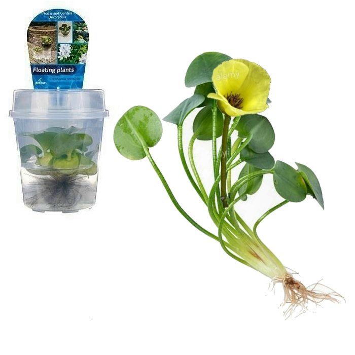 Hydrocleys nymphoides cup medium