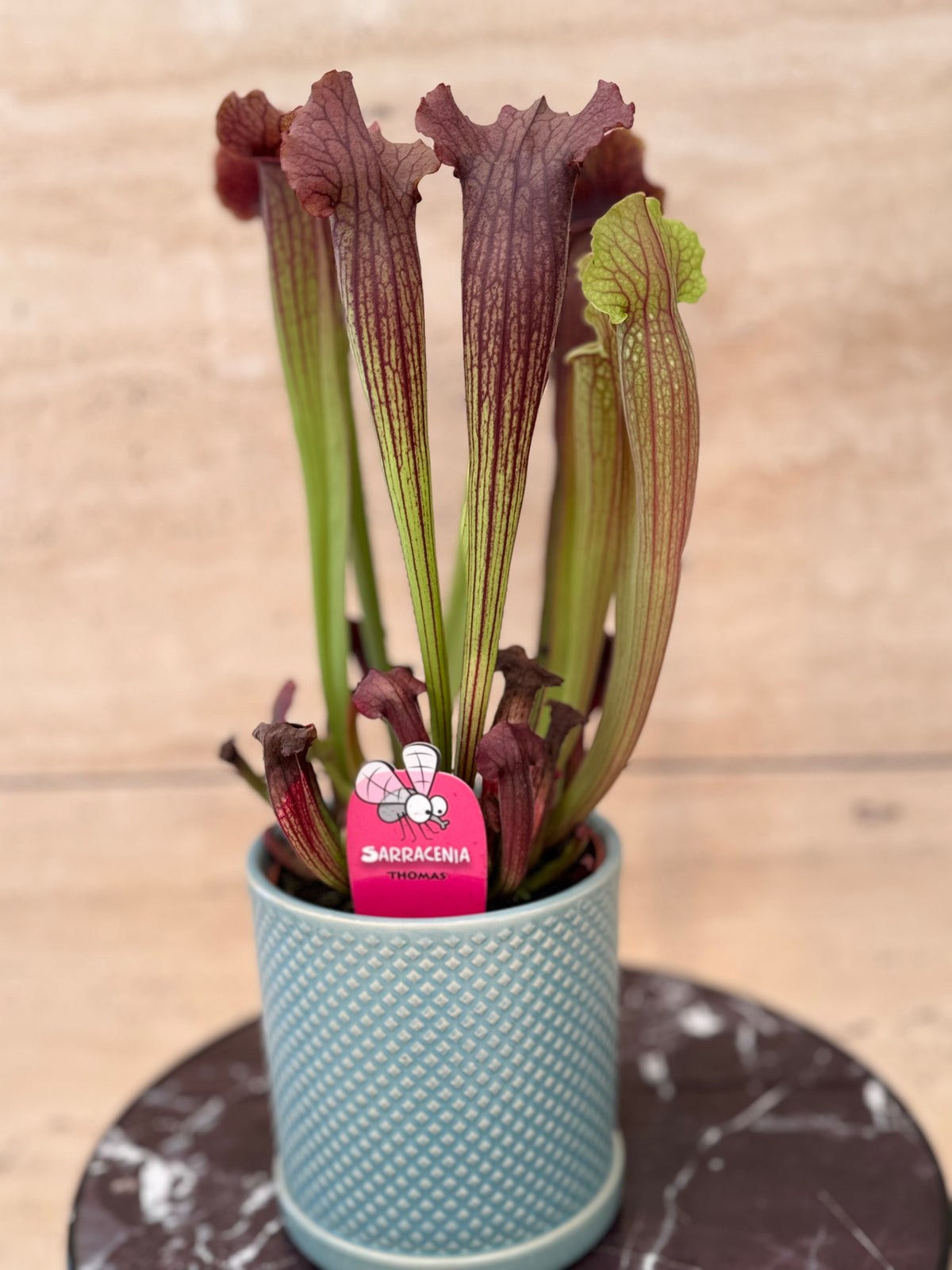 Sarracenia Thomas اكلة حشرات