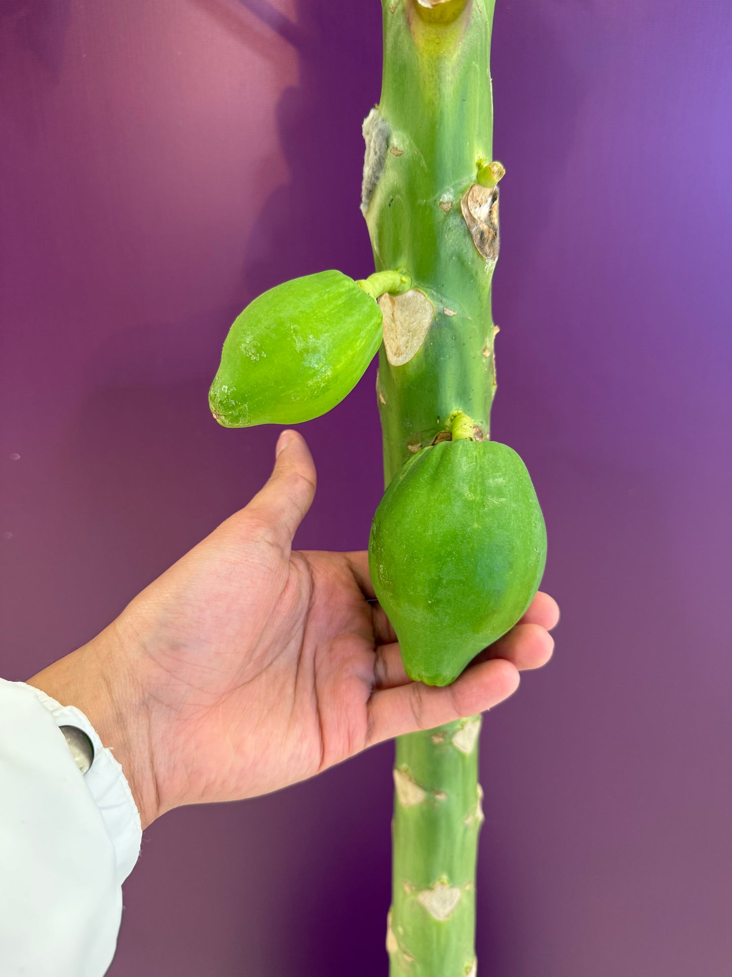 papaya تلقيح ذاتي بابايا