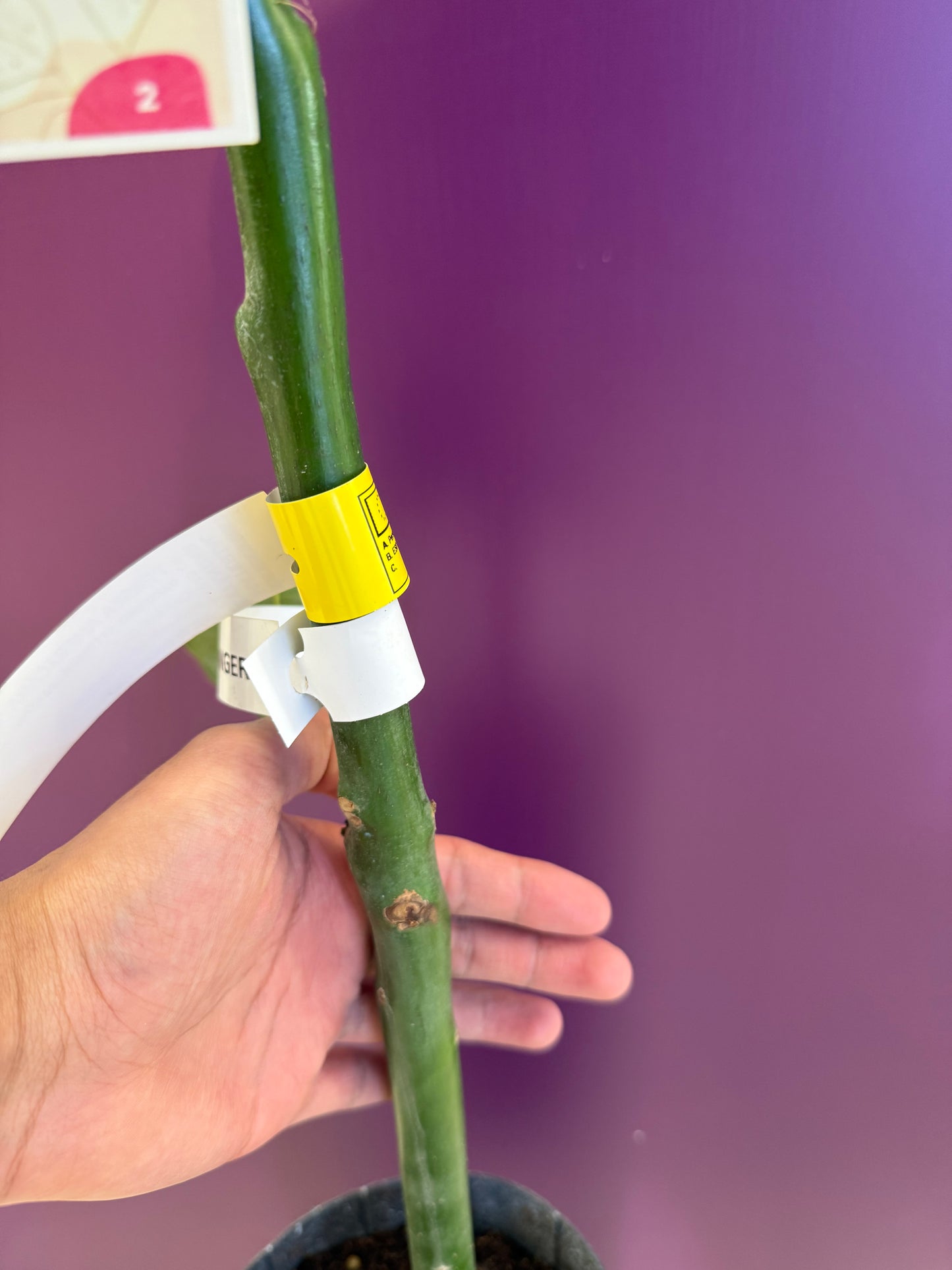 avocado Ettinger Aguacate افوكادو للعصير