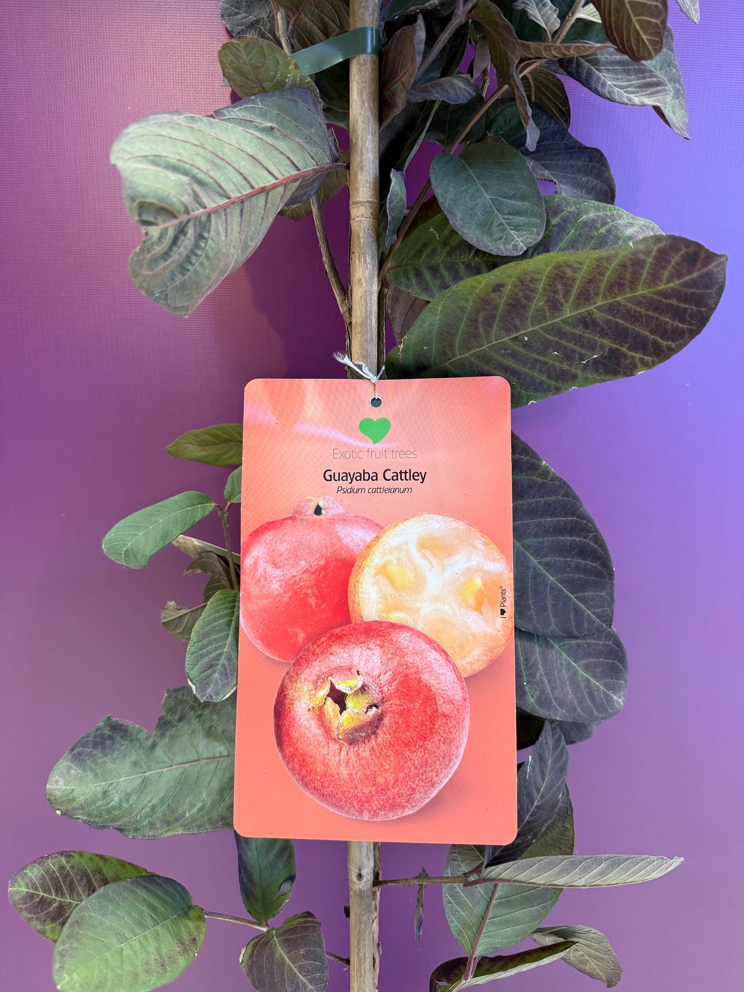 Psidium guajava Guayaba roja جوافة فراولة صغيرة