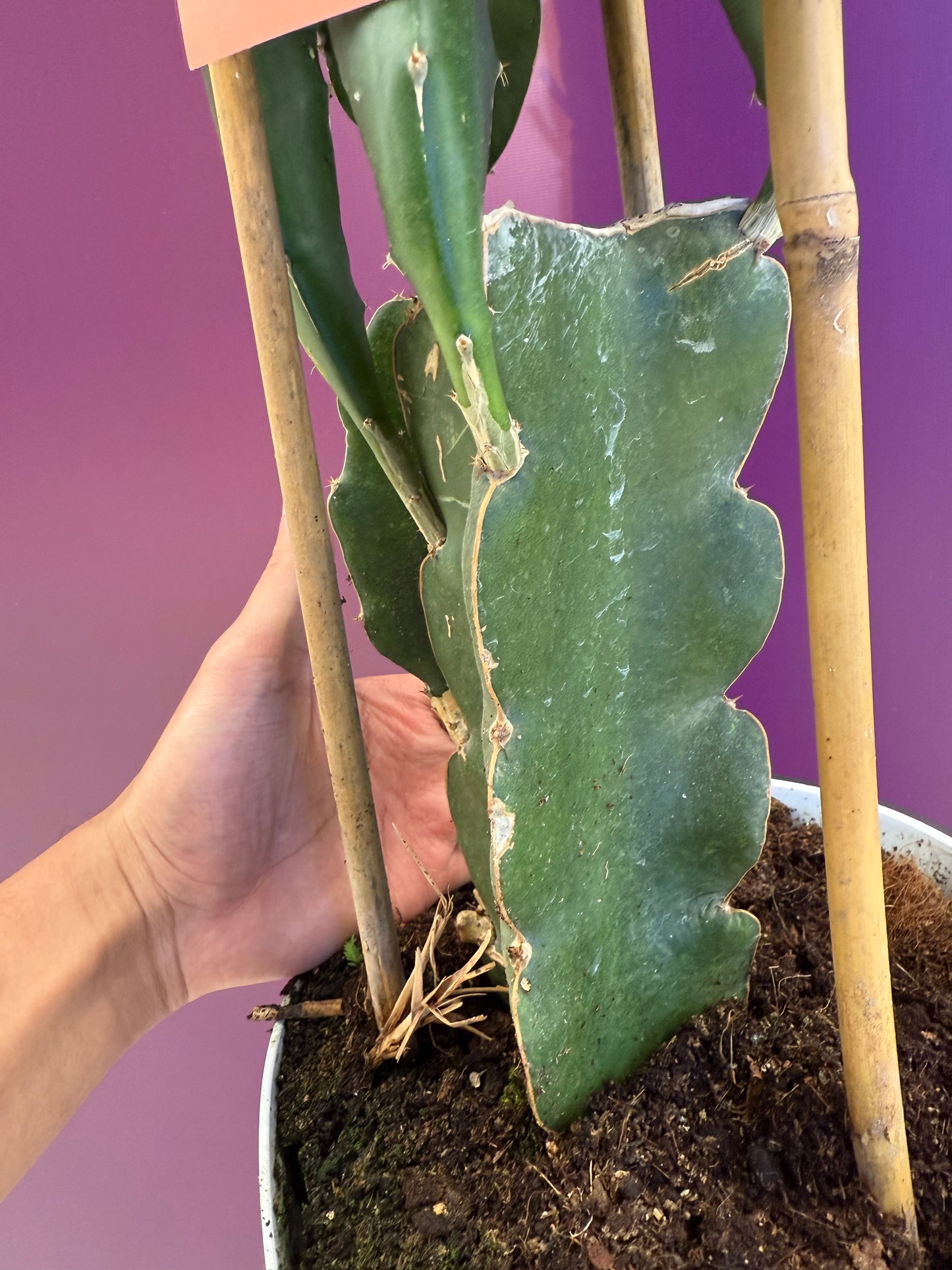 dragon fruit white Hylocereus Pitaya Roja Pulpa Blanca فاكهة التنين ابيض