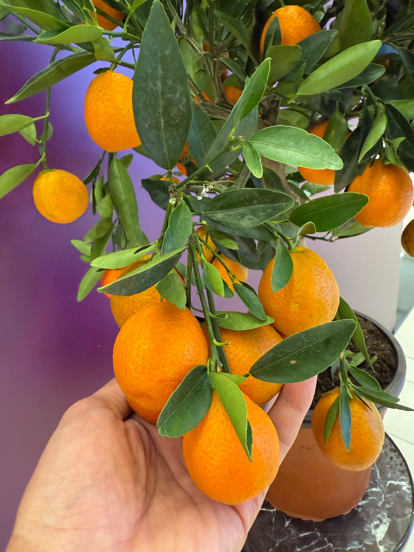 Fortunella Kumquat كيموكوات ارتفاع ٥٠ سم واكثر