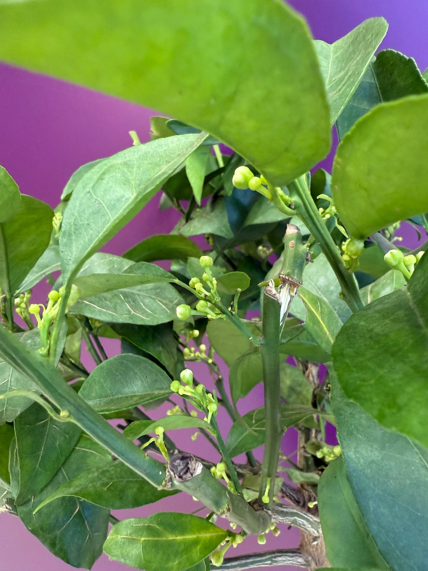 برتقال naranjo citrus 150 cm