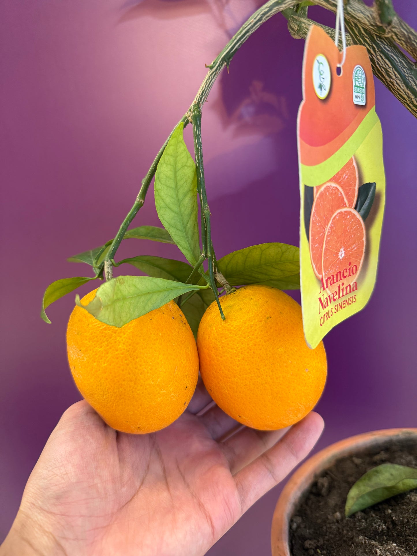 برتقال كلمنتين