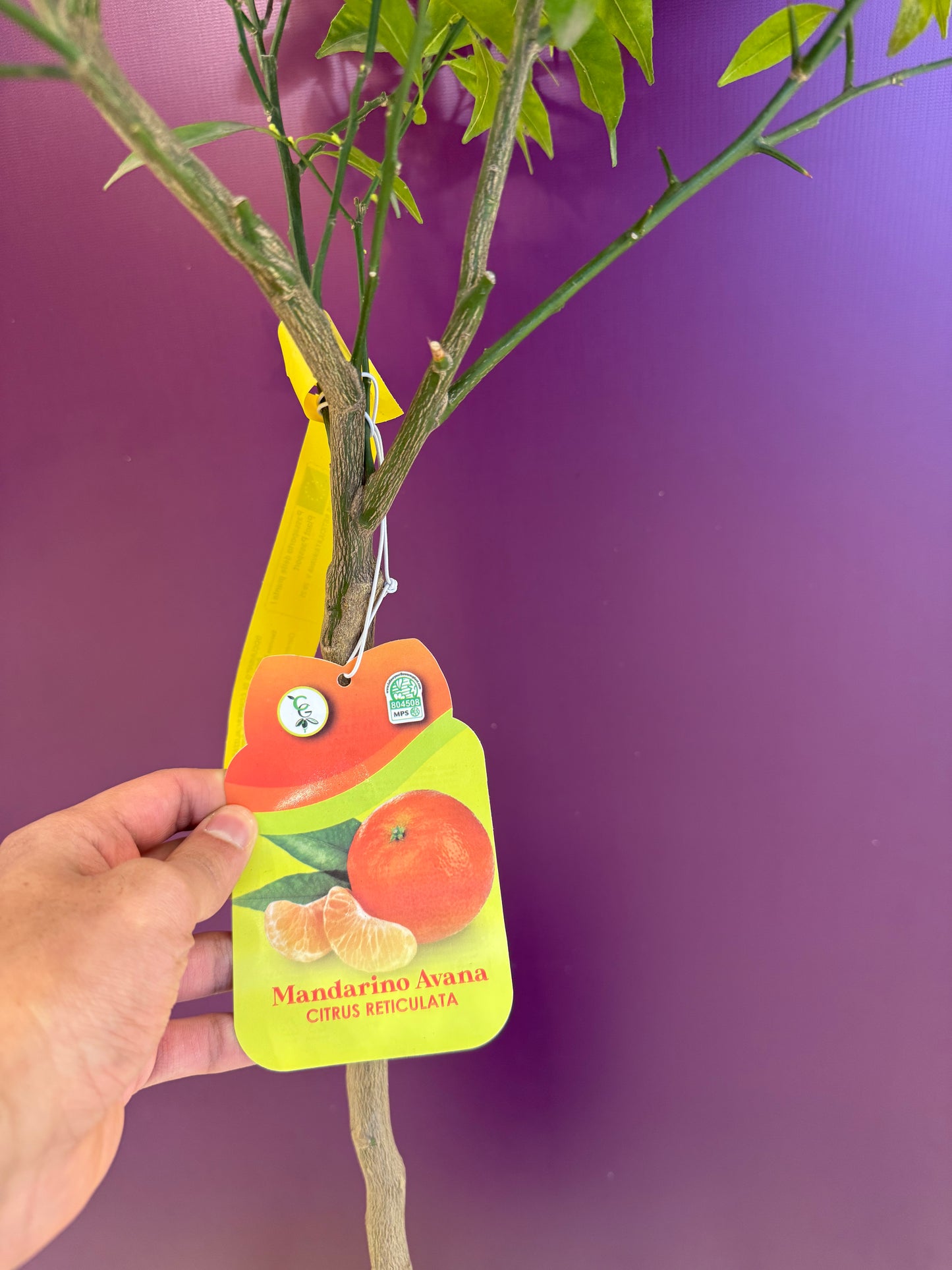 افندي كلمنتين ١٥٠ سم