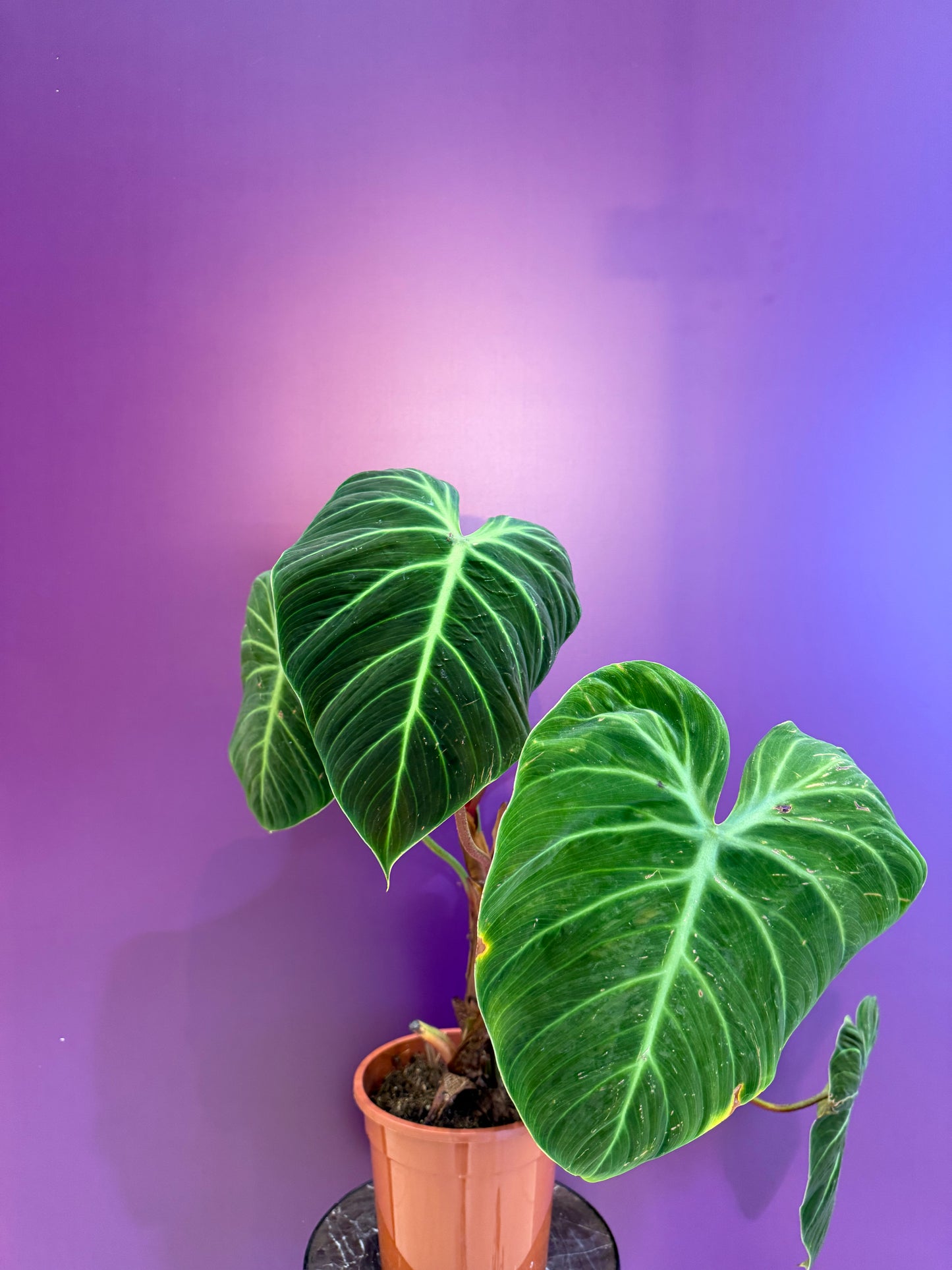 Philodendron Philodendron El Choco Red فيلوديندرون إيل تشوكو ريد
