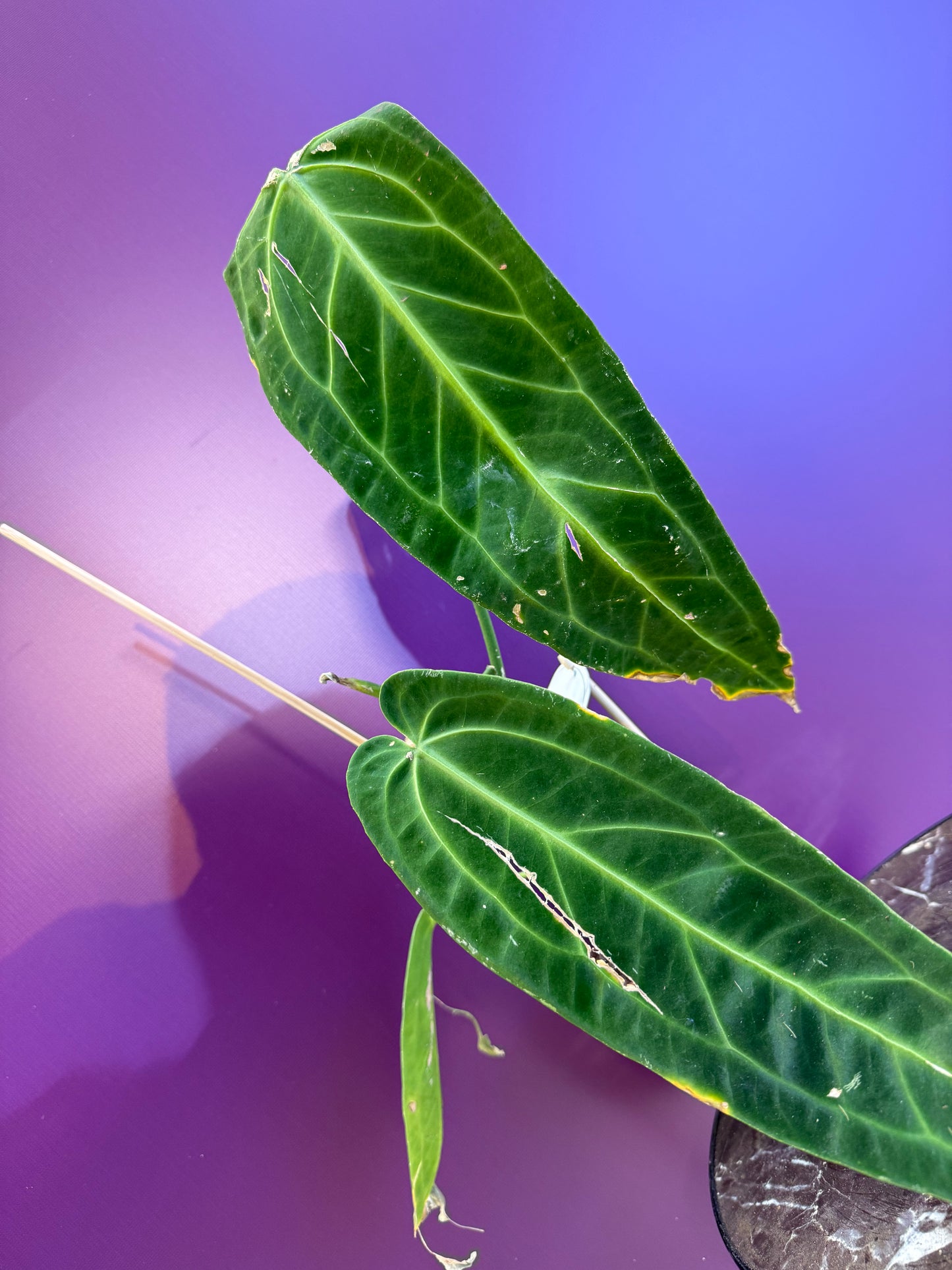 Anthurium Warocqueanum انتوريوم