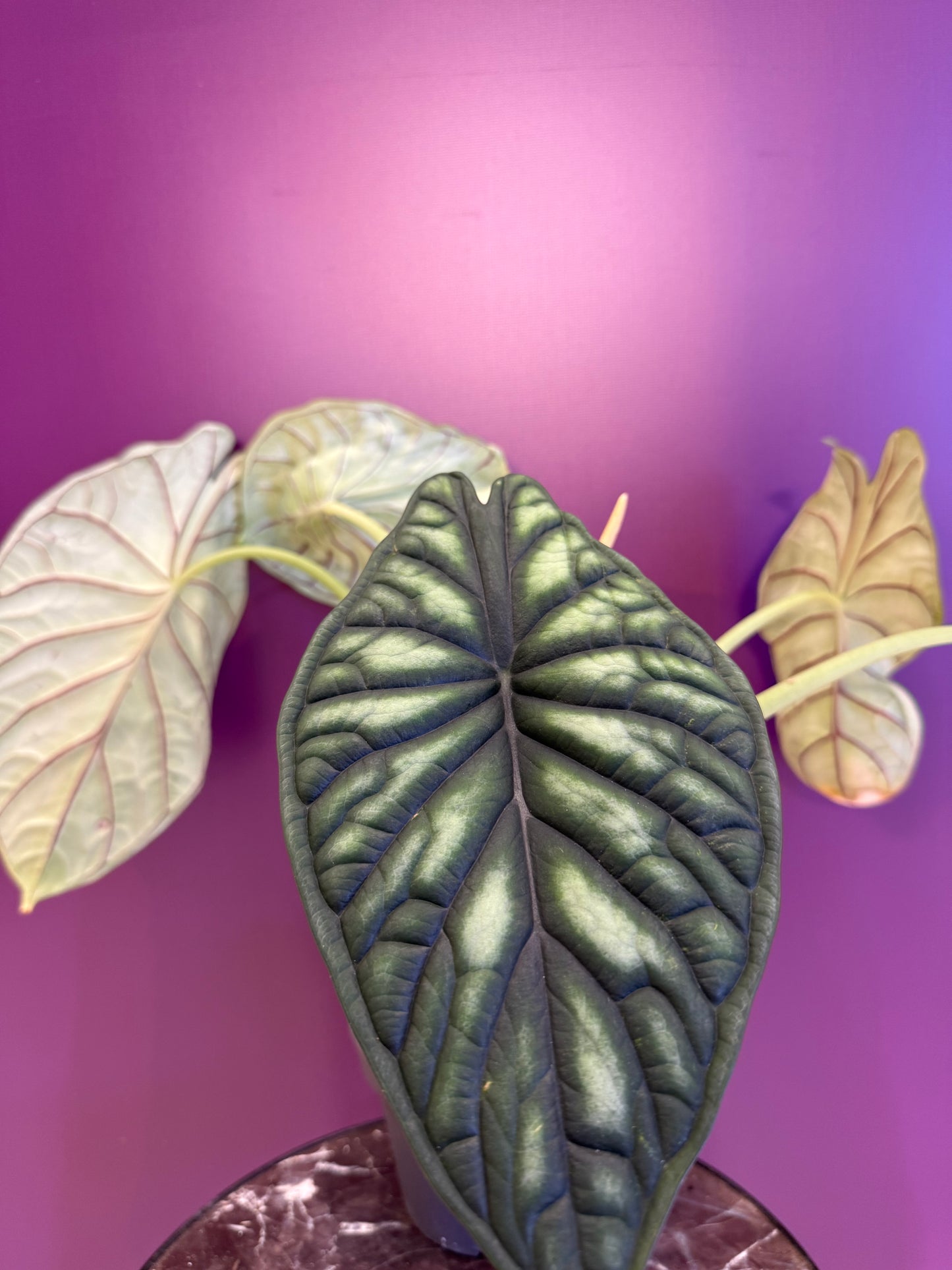 Alocasia ‘Dragon Scale’