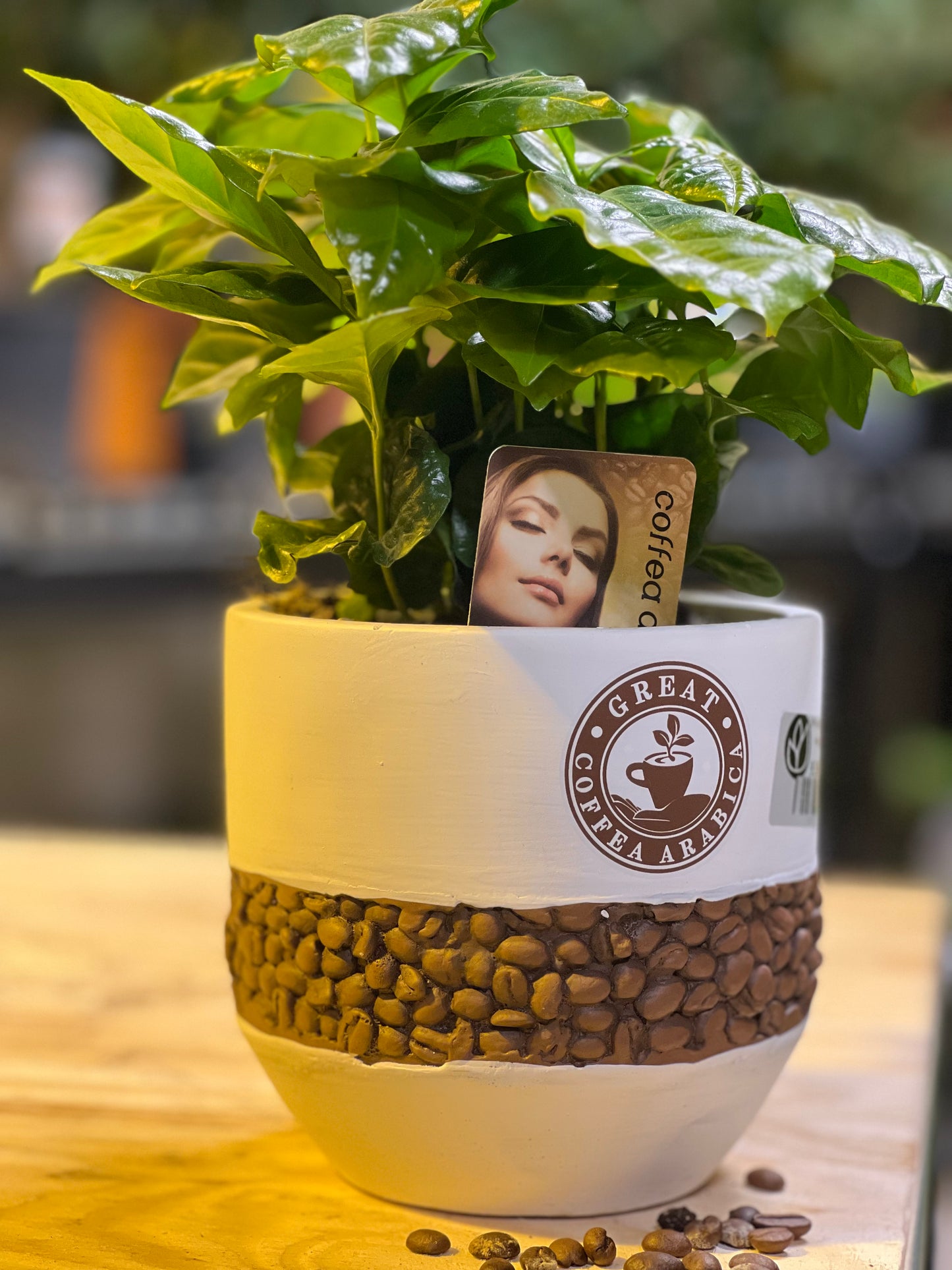 Coffea arabica in bruikbaar قهوة عربية