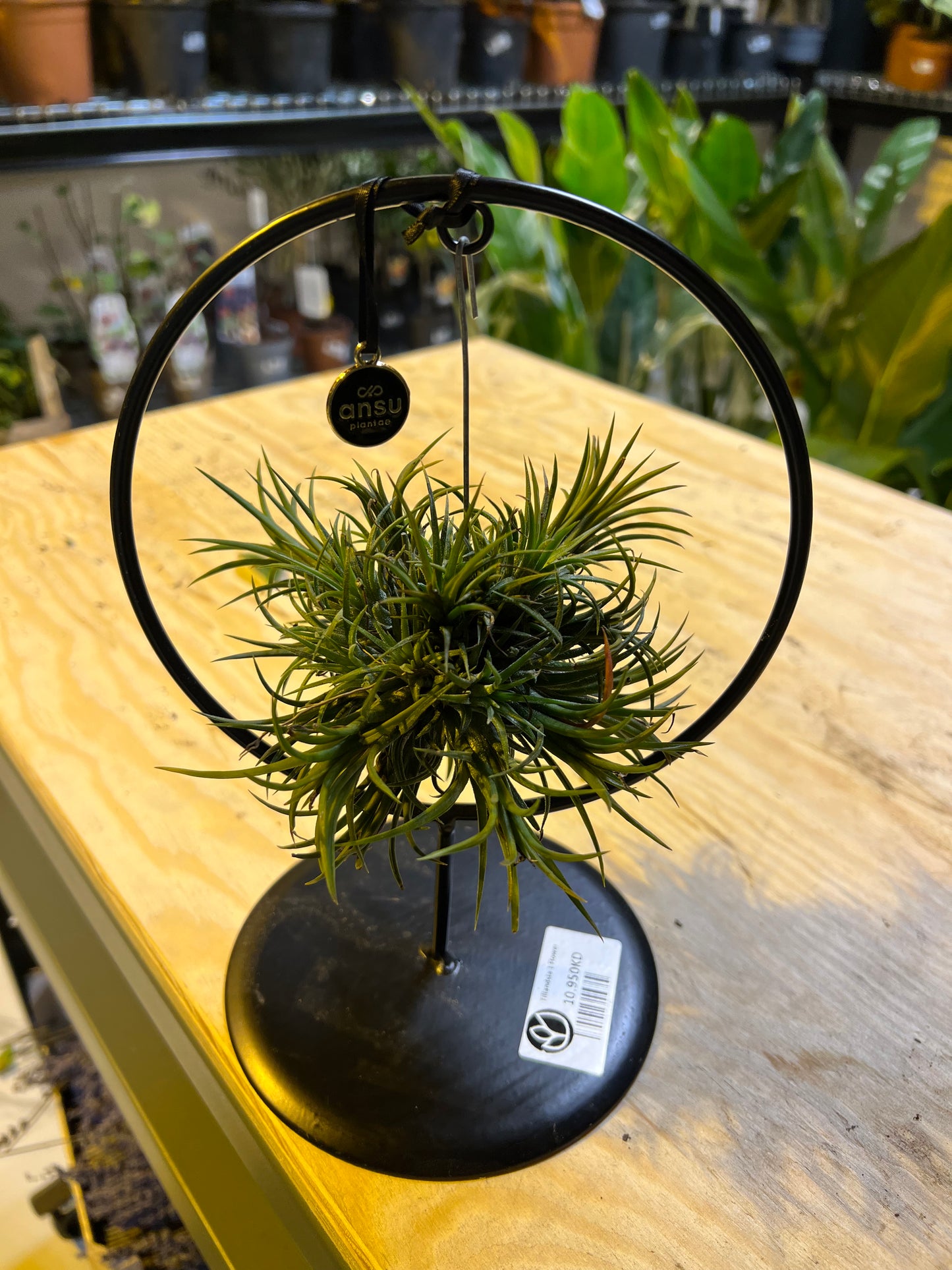 Tillandsia تيلاندسيا