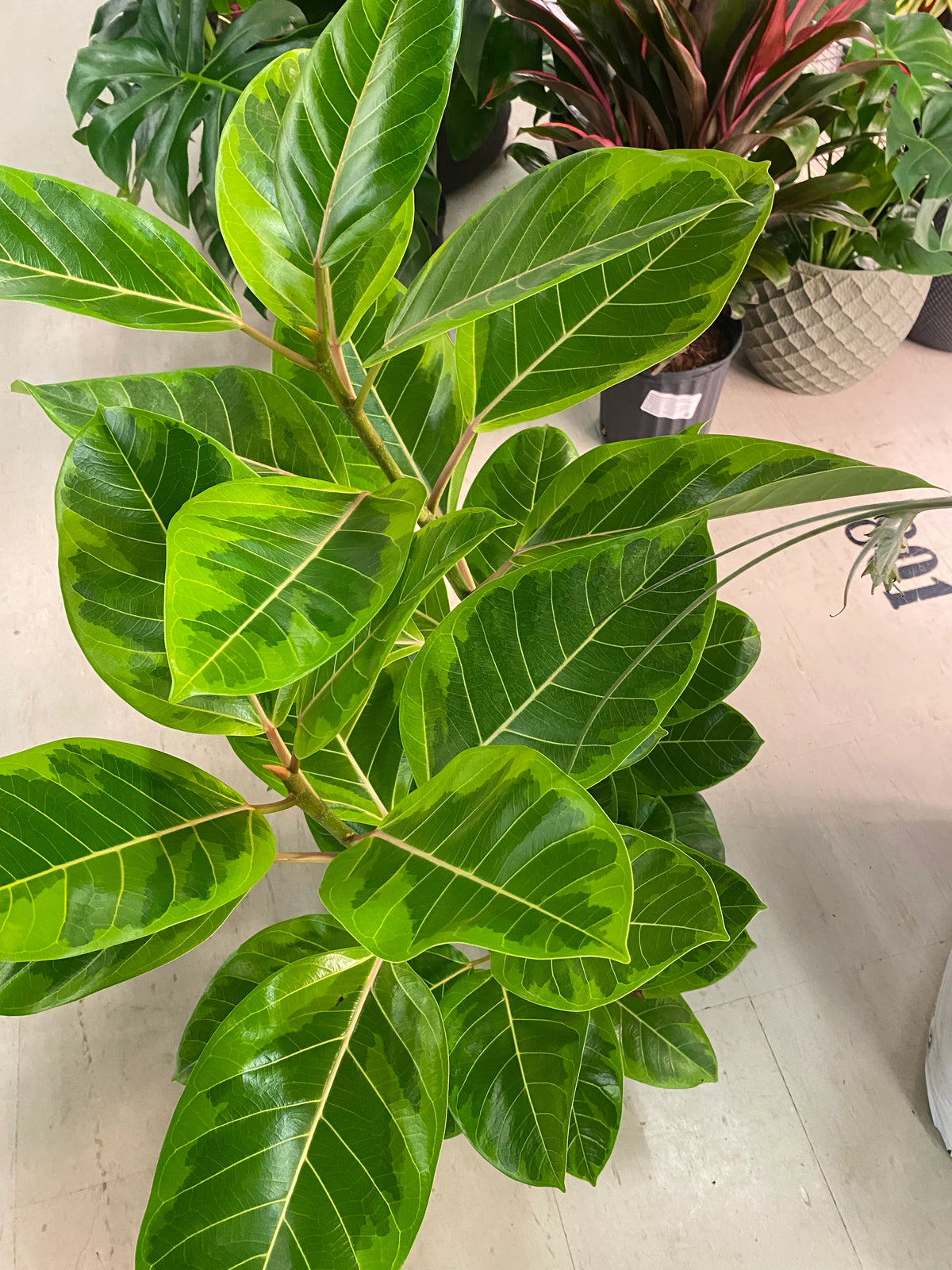 Ficus elastica lime 180cm فيكاس مطاطي