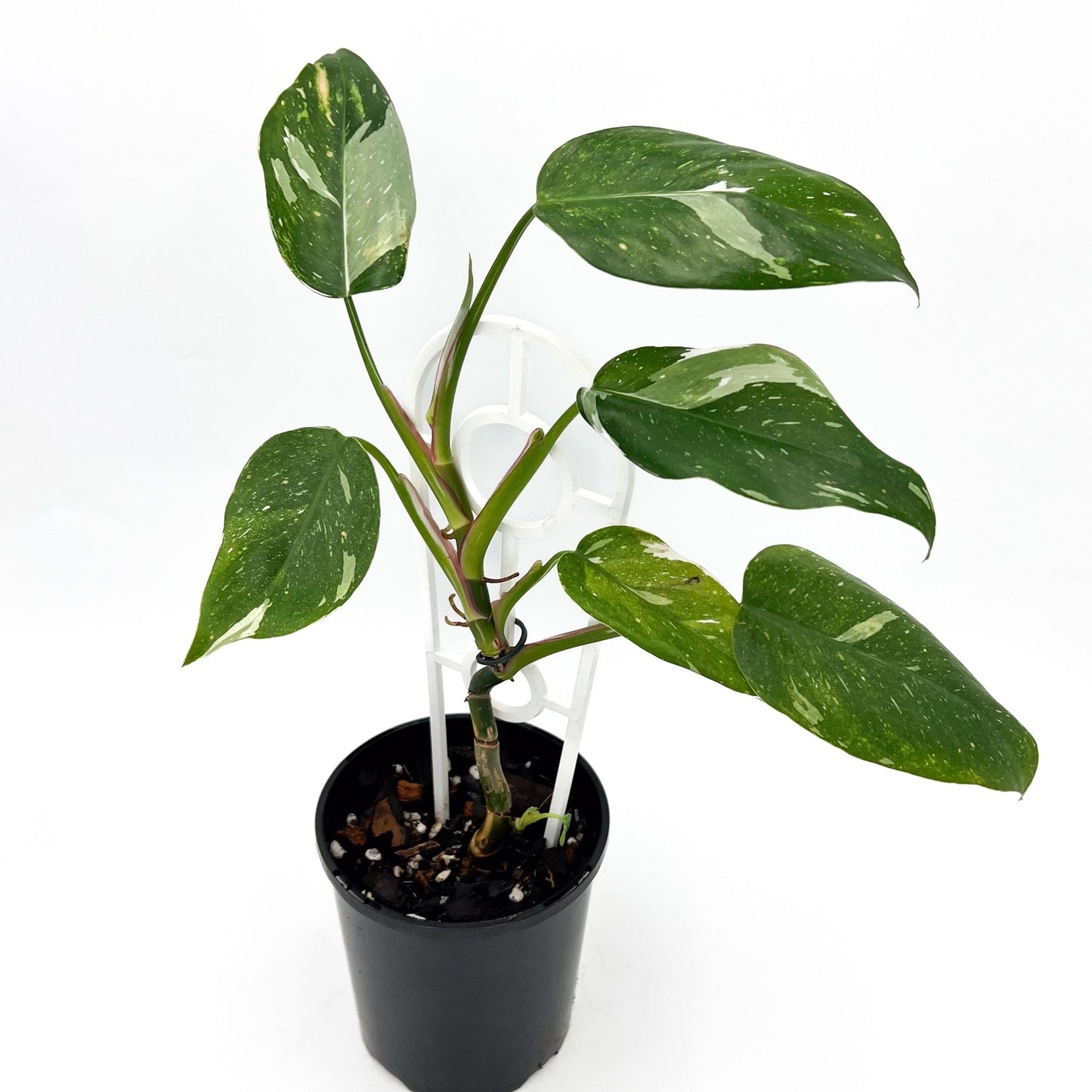 Philodendron white princess فيلوديندرون وايت برينسيس