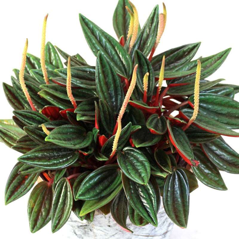 Peperomia Rosso بيبيروميا روسو
