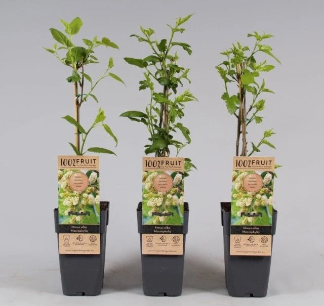 Morus alba توت أبيض أمريكي حلو