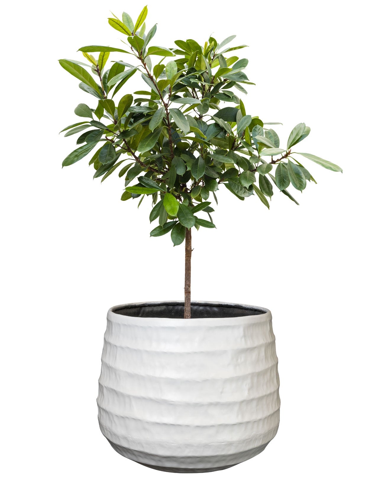 Pot Petra white