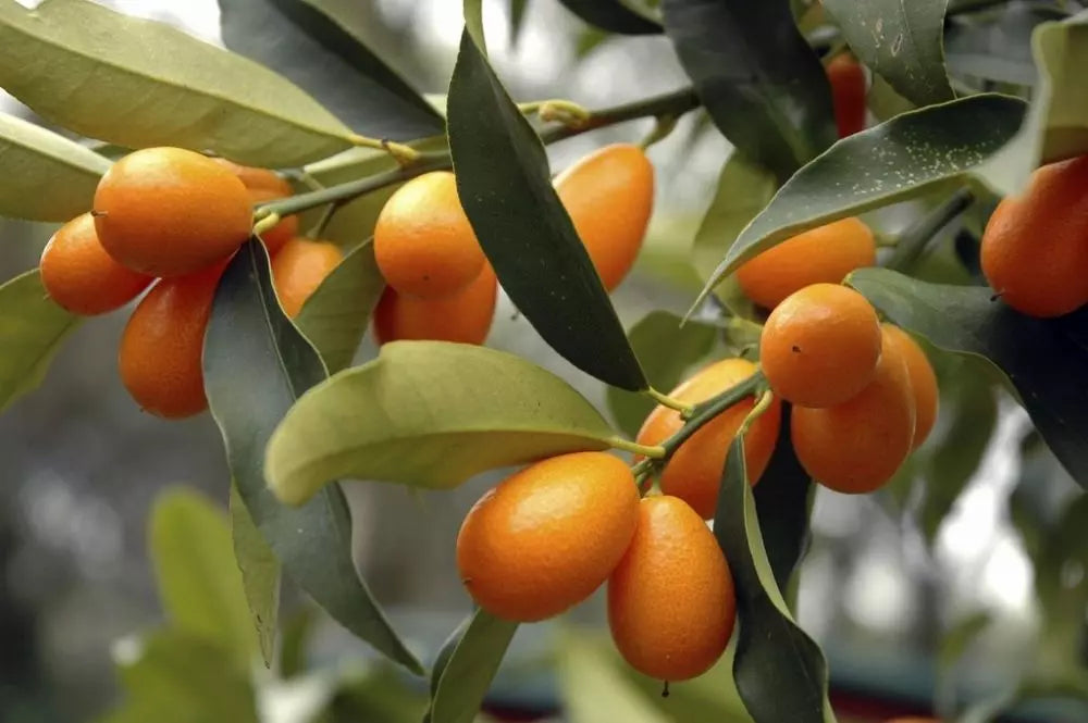 Citrus Kumquat gigante كيموكوات