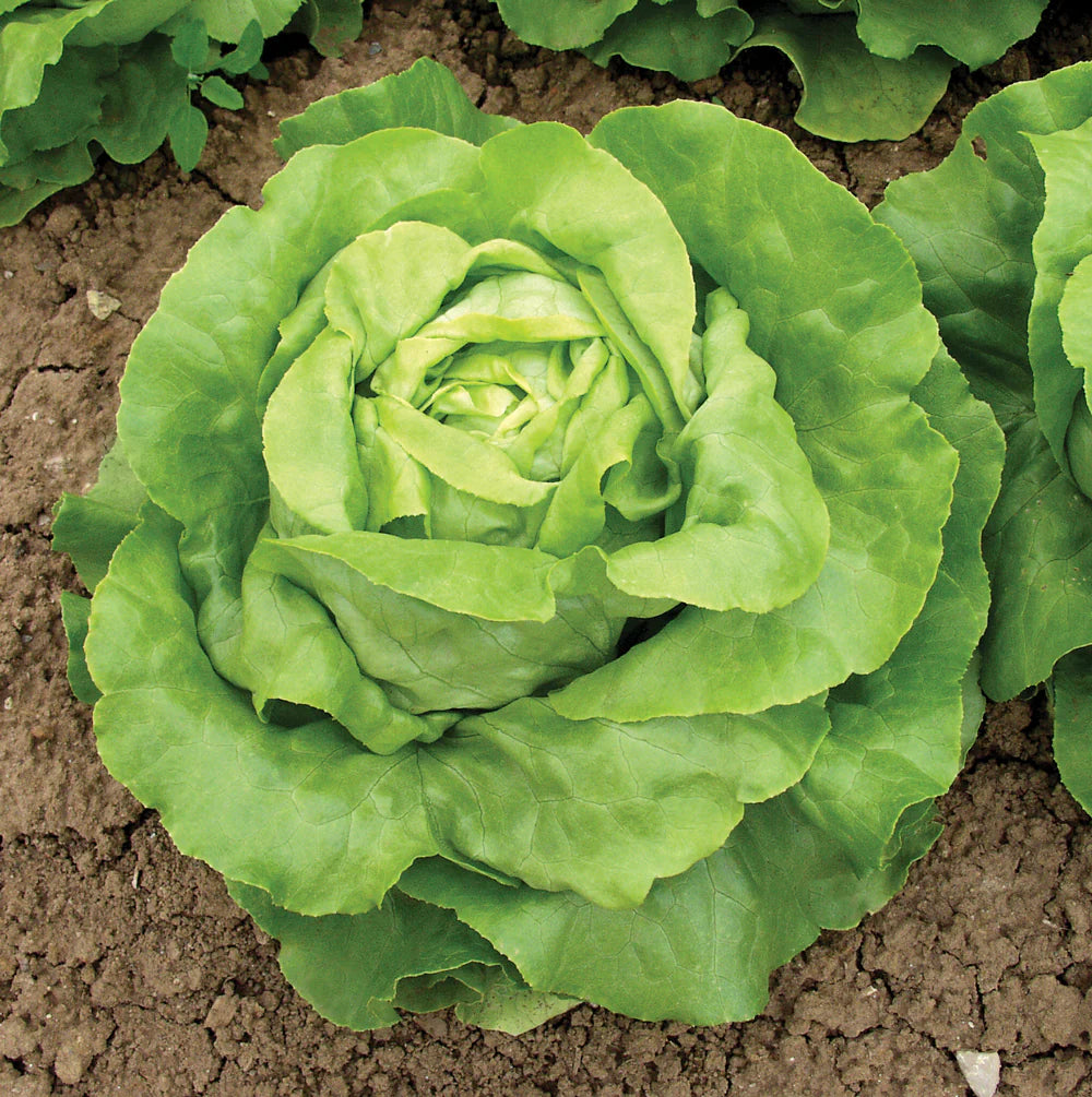 horti tops lettuce sylvesta