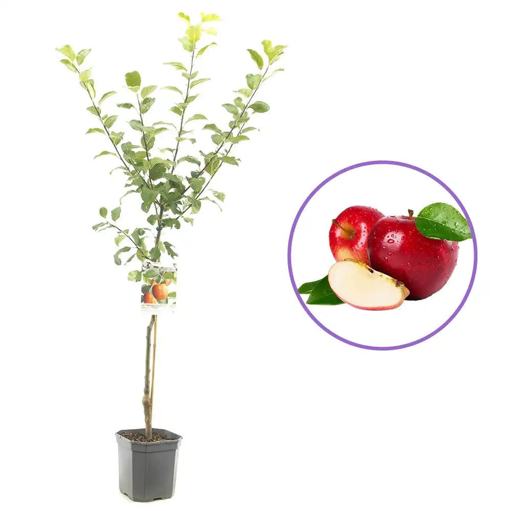 Malus dom. Santana laagstam Allergie geschikt شجرة تفاح قزمية