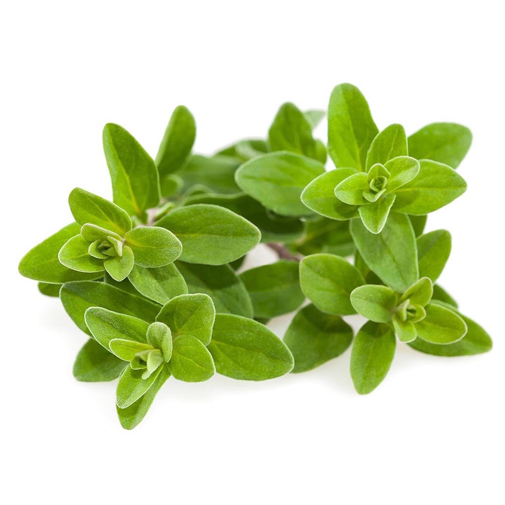 origanum vulgare زعتر البيتزا