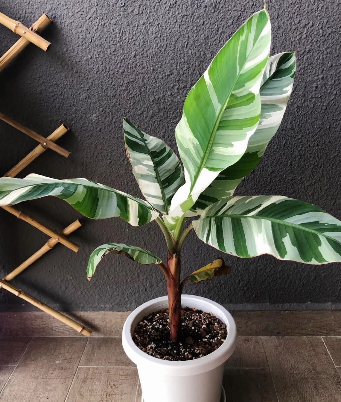Musa Florida Variegata موز ابيض مبرغش