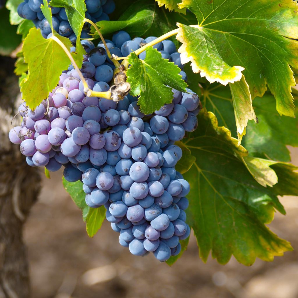 عنب Muscat Blue
