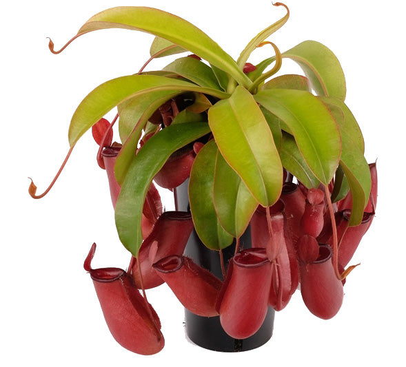 Nepenthes Bloody Mary