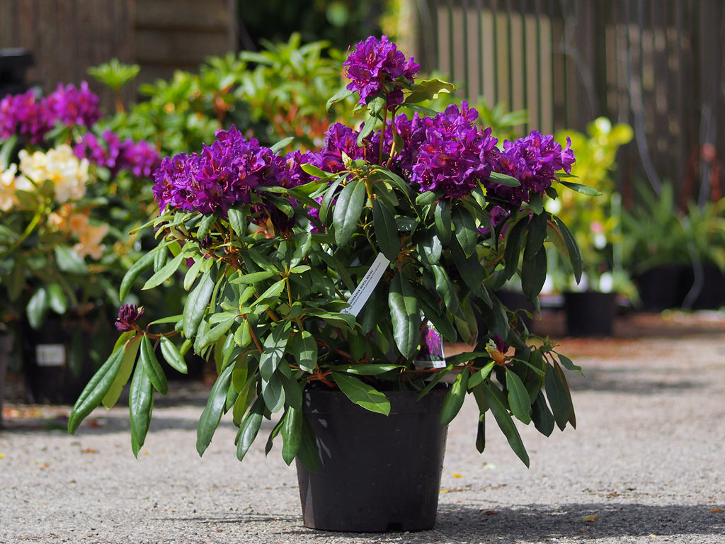 Rhododendron pont. marcel menard ازاليا