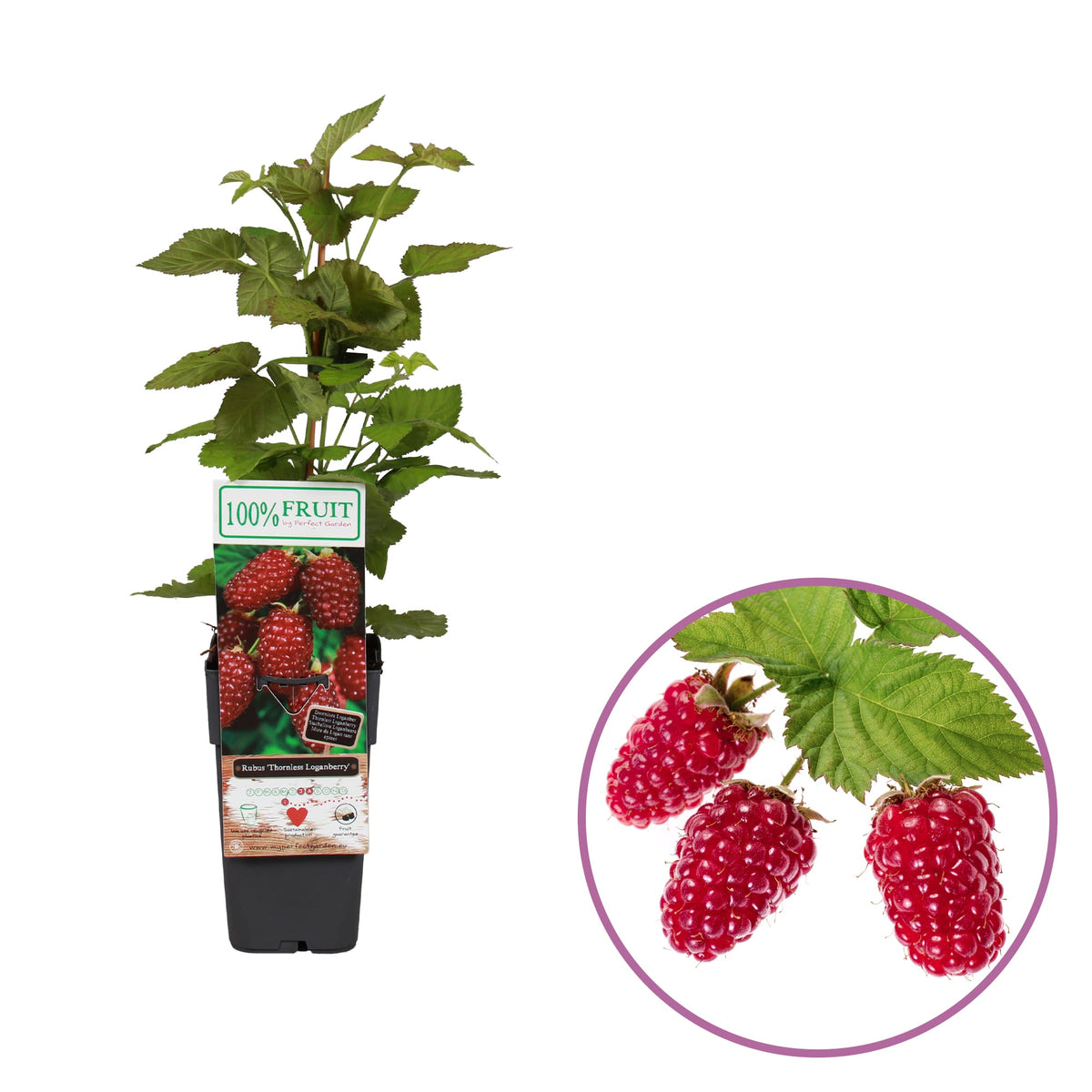 توت loganberry
