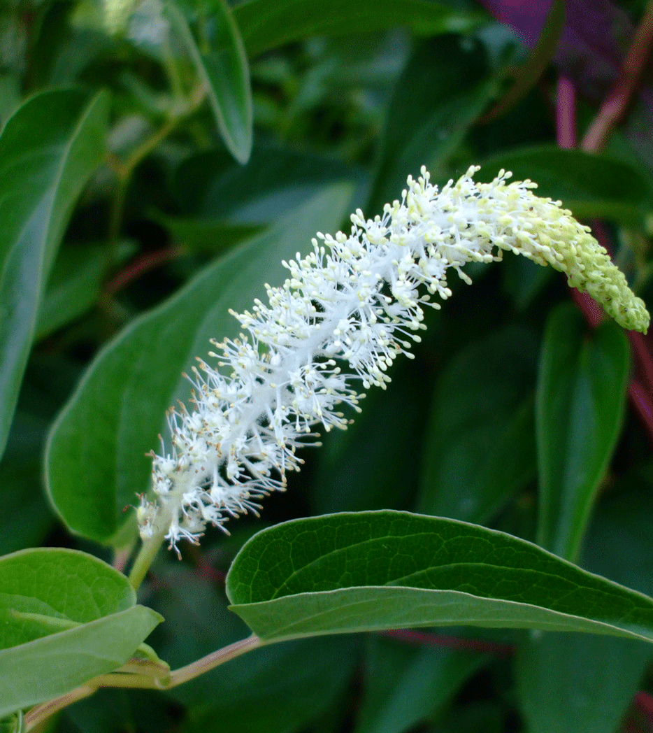 saururus cernuus L