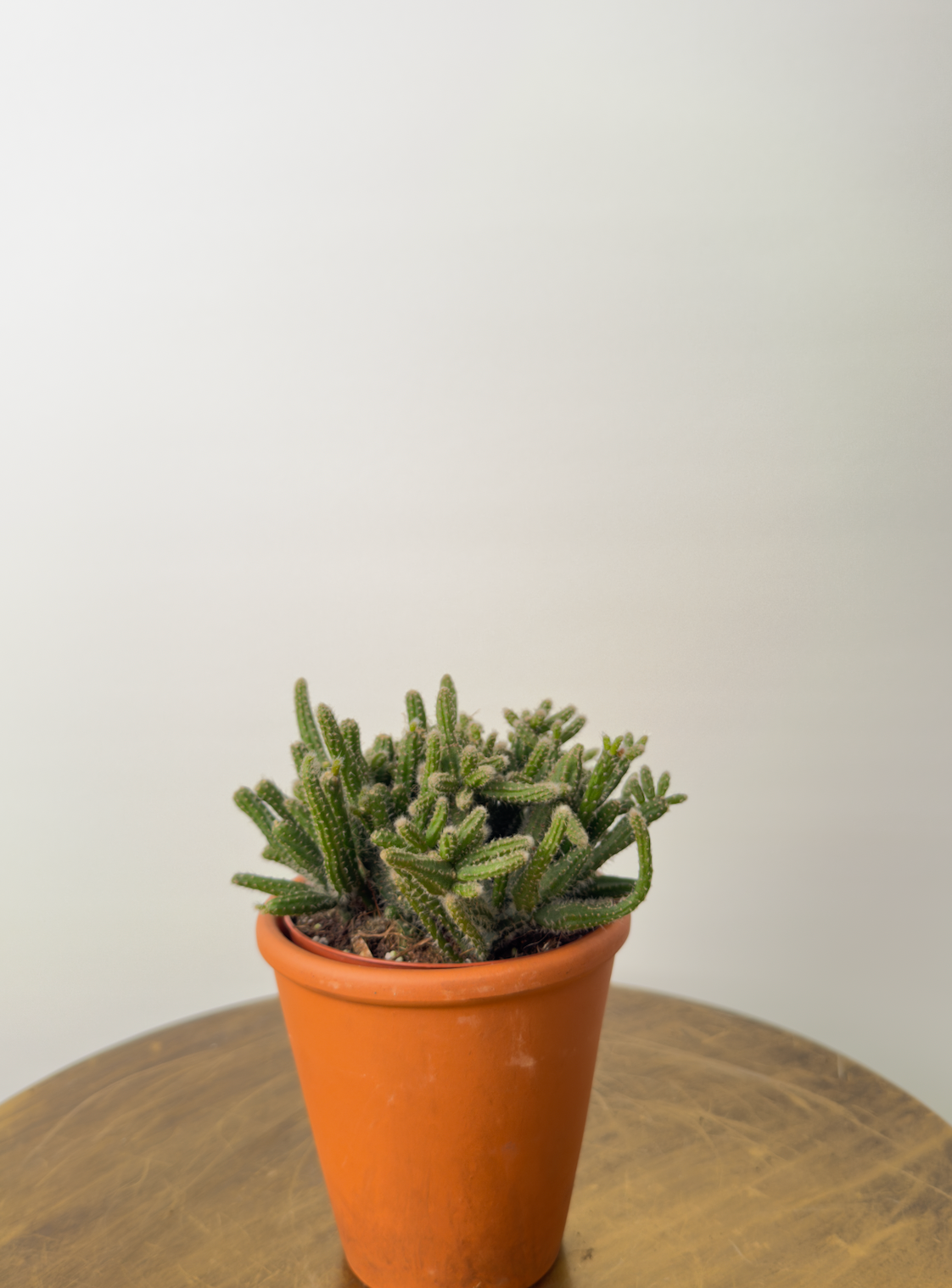 Echeveria miranda حبة