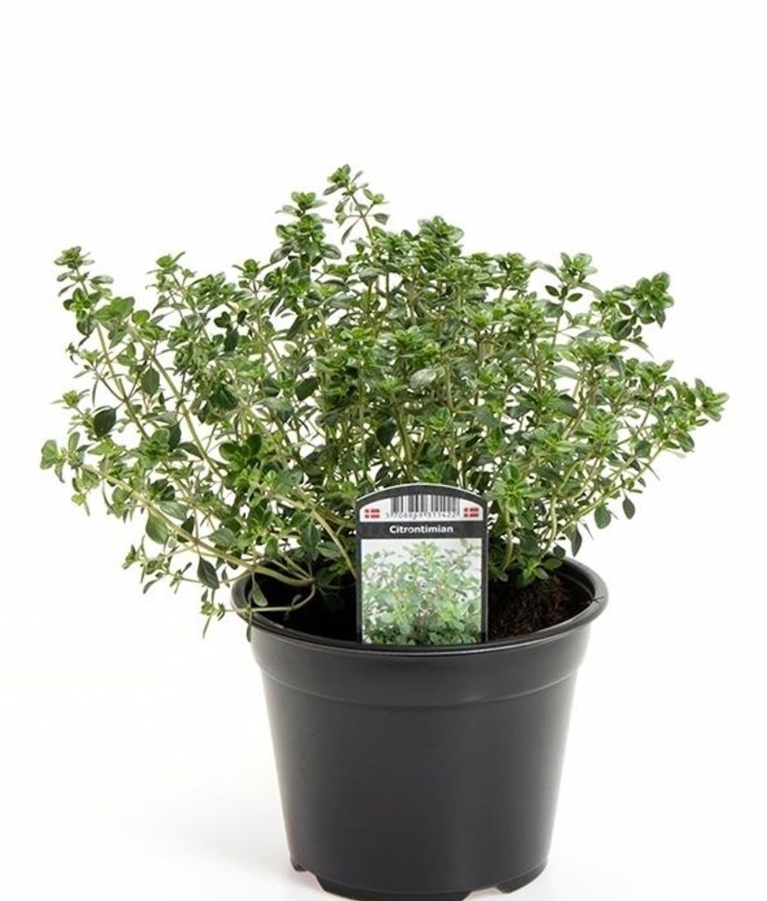 زعتر بري مبرغش