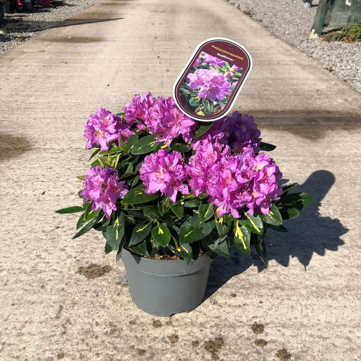 Rhododendron pont. goldflimmer ازاليا
