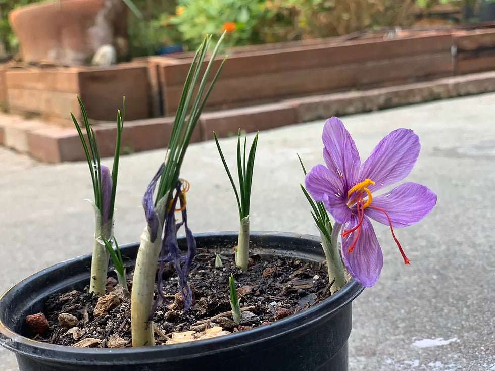 100 بصيلة Crocus زعفران