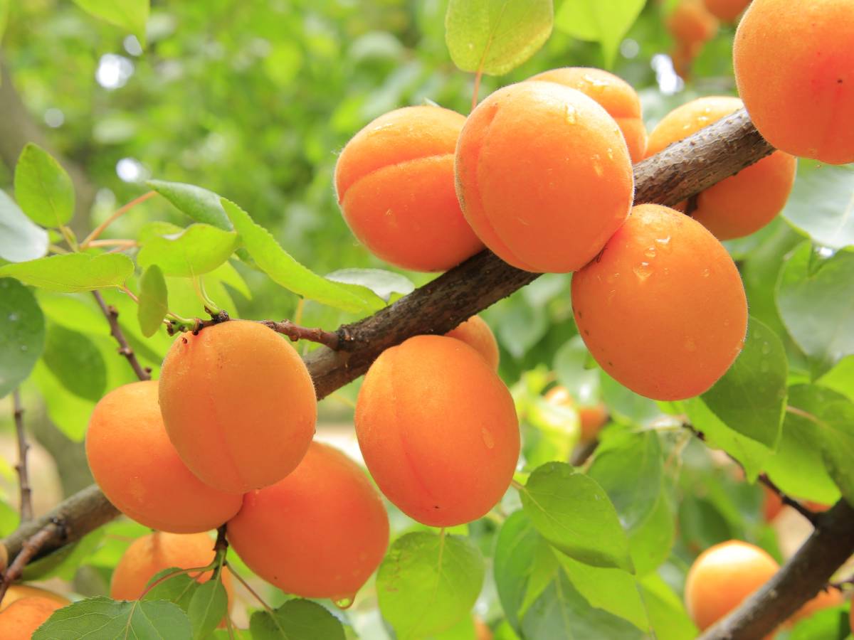 مشمش قزمي Apricot