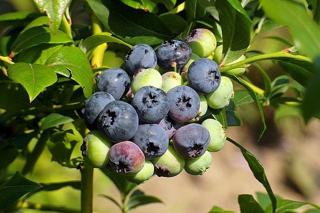 blueberry بلوبيري (Arandano negro)