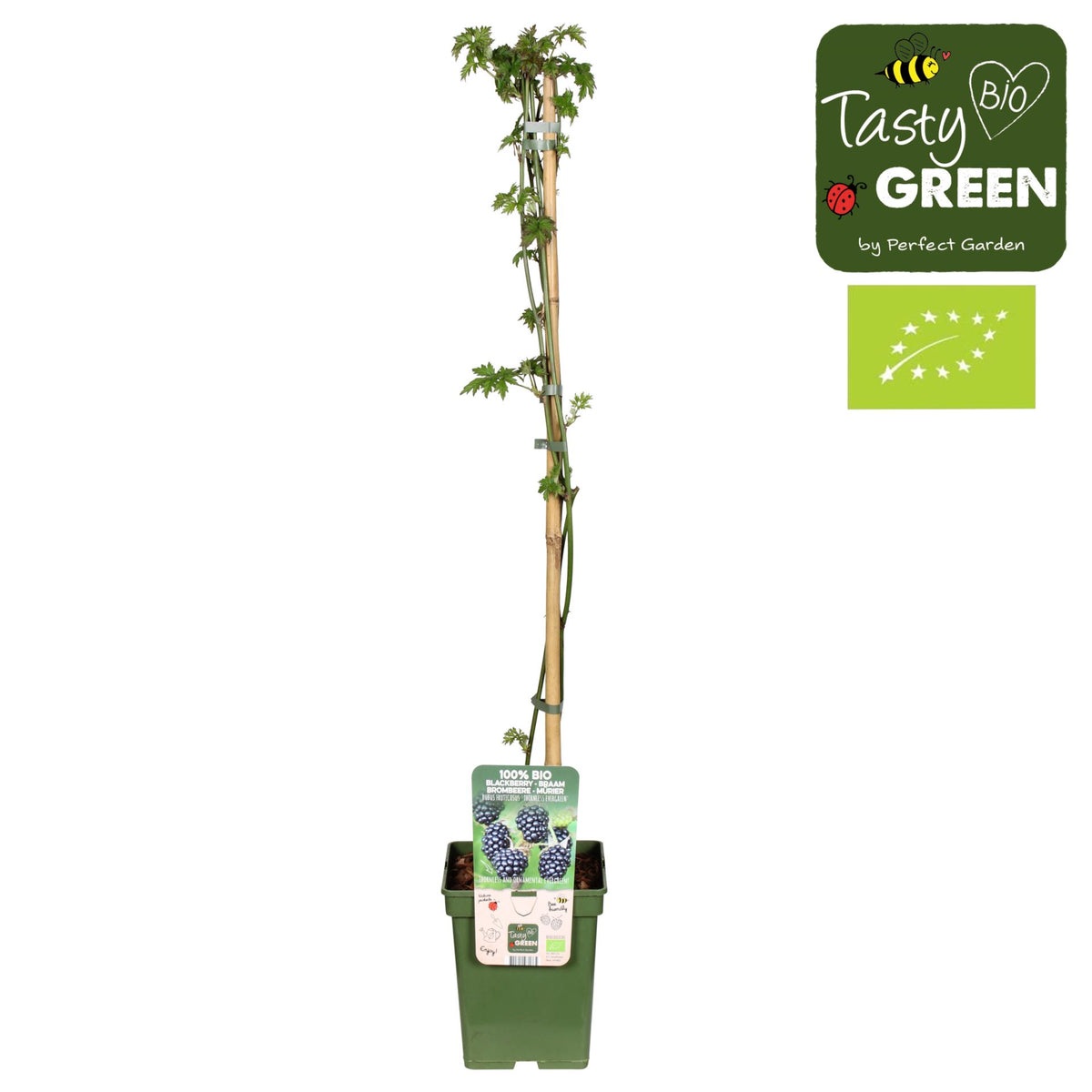 بلاك بيري 'Thornless Evergreen'