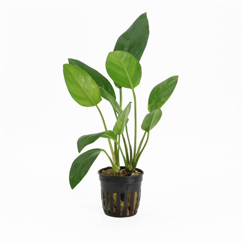 Anubias hastifolia