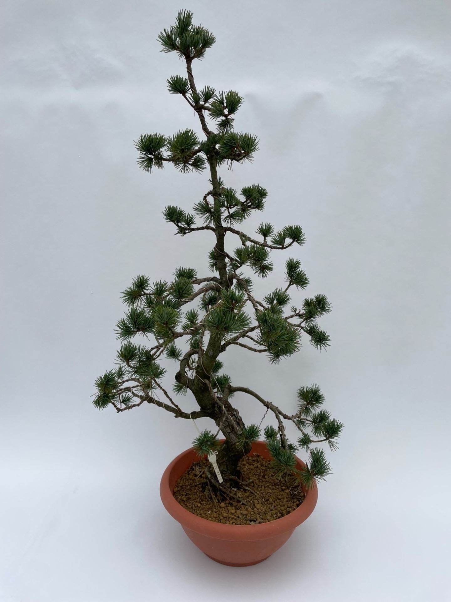 Pinus Parviflora 'E5' 30 cm (herkomst: Japan)