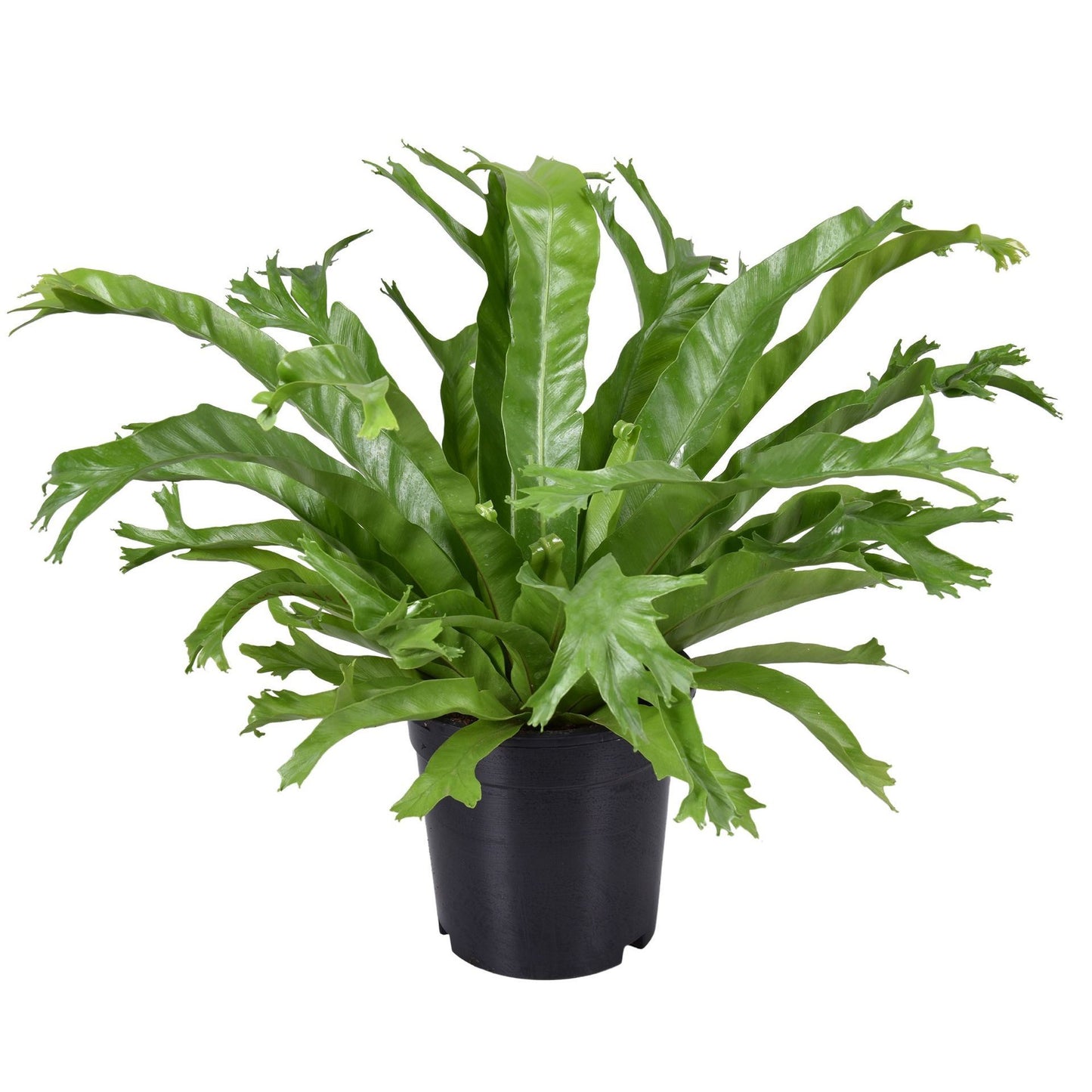 Asplenium Antiquum Crissie