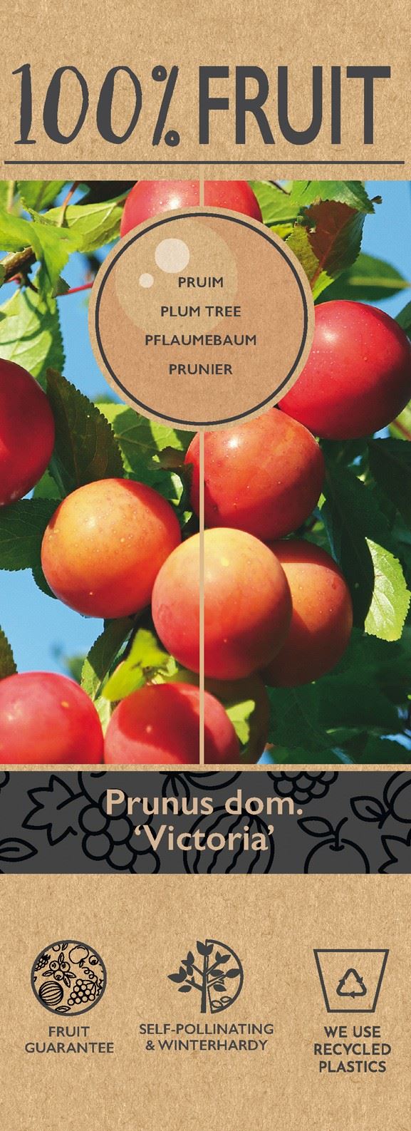 كوج ‘Victoria’, 100% Fruit, P21