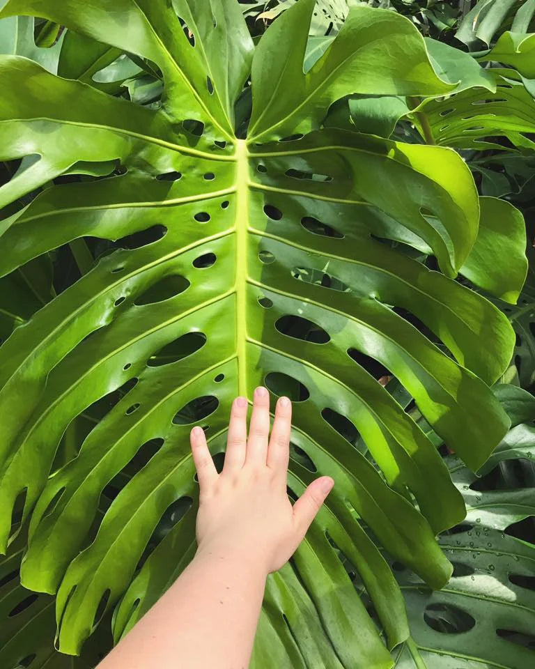 مونستيرا عملاقة Monstera deliciosa Monstera Deliciosa XXL