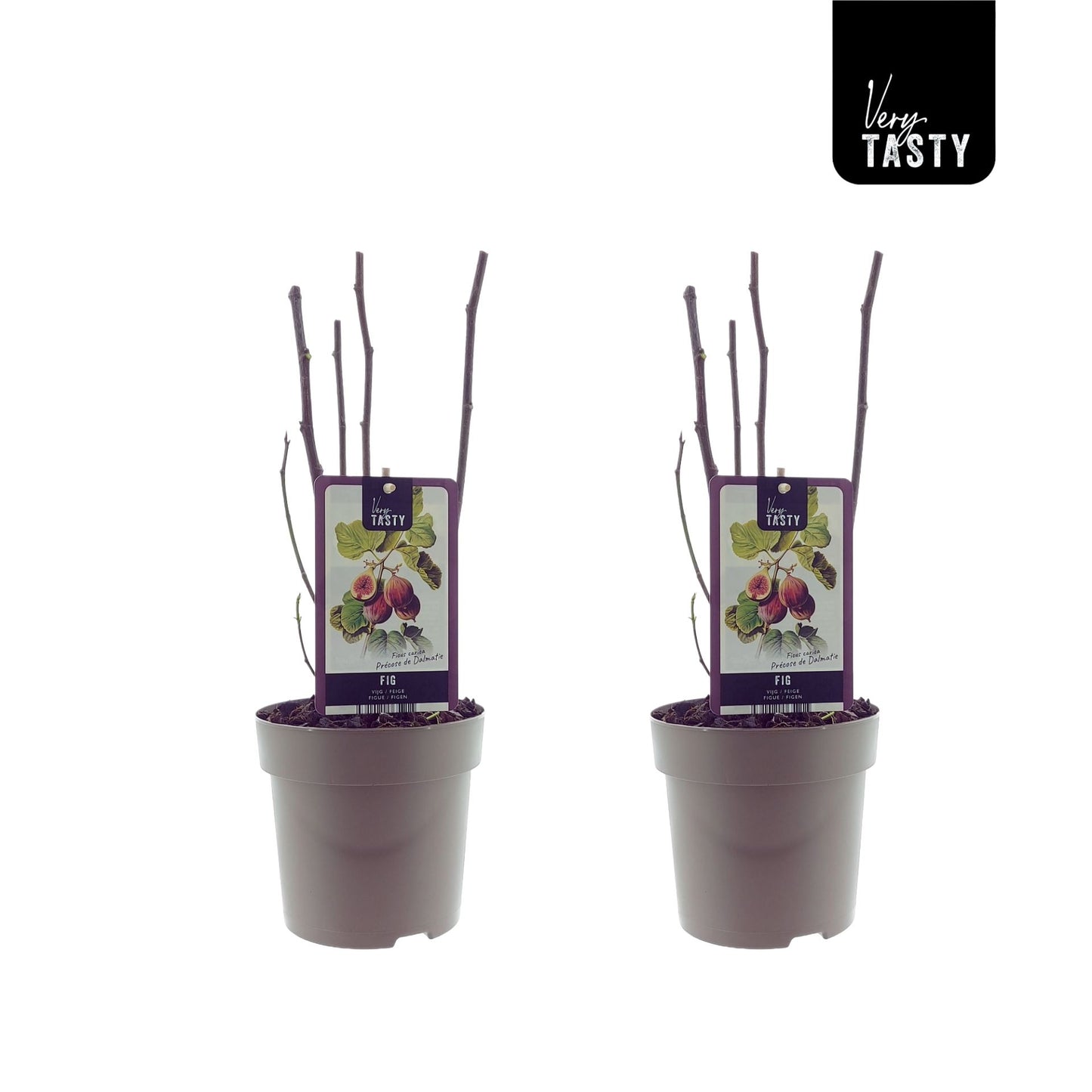 ficus carica Precose de Dalmatie 15 cm