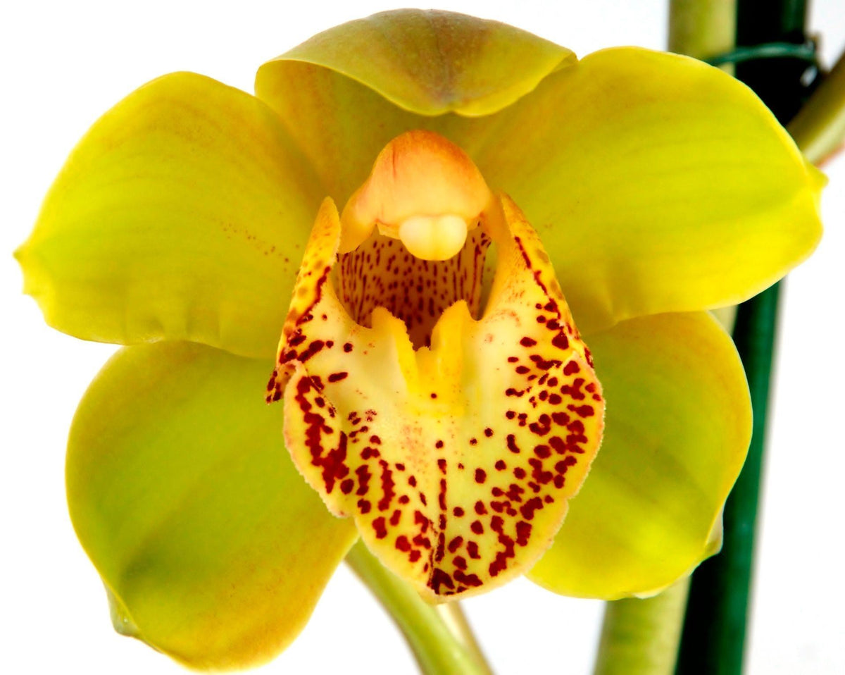 Cymbidium yellow اوركيد هجين
